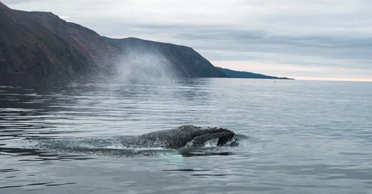 Gaspésie : Sur la Route des Baleines